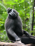 PRIMATE - MACAQUE - SULAWESI BLACK-CRESTED MACAQUE - RAMBO 2 GROUP - TANGKOKO NATIONAL PARK SULAWESI INDONESIA (63).JPG
