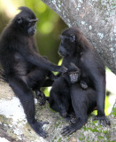 PRIMATE - MACAQUE - SULAWESI BLACK-CRESTED MACAQUE - RAMBO 2 GROUP - TANGKOKO NATIONAL PARK SULAWESI INDONESIA (134).JPG