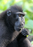 PRIMATE - MACAQUE - SULAWESI BLACK-CRESTED MACAQUE - RAMBO 2 GROUP - TANGKOKO NATIONAL PARK SULAWESI INDONESIA (174).JPG