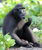 PRIMATE - MACAQUE - SULAWESI BLACK-CRESTED MACAQUE - RAMBO 2 GROUP - TANGKOKO NATIONAL PARK SULAWESI INDONESIA (183).JPG