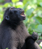 PRIMATE - MACAQUE - SULAWESI BLACK-CRESTED MACAQUE - RAMBO 2 GROUP - TANGKOKO NATIONAL PARK SULAWESI INDONESIA (185).JPG