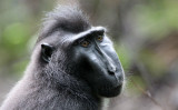 PRIMATE - MACAQUE - SULAWESI BLACK-CRESTED MACAQUE - TANGKOKO NATIONAL PARK SULAWESI INDONESIA (44).JPG