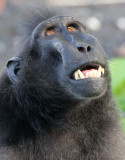 PRIMATE - MACAQUE - SULAWESI BLACK-CRESTED MACAQUE - TANGKOKO NATIONAL PARK SULAWESI INDONESIA (78).JPG