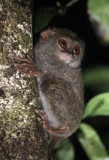 PRIMATE - TARSIER - SPECTRAL TARSIER - TANGKOKO NATIONAL PARK SULAWESI INDONESIA (46).JPG