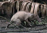 SUIDAE - BABIRUSA - NANTU NATIONAL NATURE RESERVE - SULAWESI INDONESIA (30).JPG