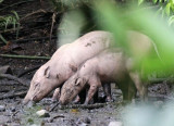 SUIDAE - BABIRUSA - NANTU NATIONAL NATURE RESERVE - SULAWESI INDONESIA (39).JPG