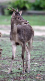 CERVID - JAVAN RUSA DEER - UJUNG KULON NATIONAL PARK - JAVA BARAT INDONESIA (15).JPG