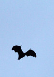 CHIROPTERA - LARGE FLYING FOX - UJUNG KULON NATIONAL PARK JAVA BARAT INDONESIA (9).JPG