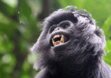 PRIMATE - EBONY LEAF MONKEY - GEDE NATIONAL PARK JAVA BARAT INDONESIA (33).JPG