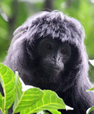PRIMATE - EBONY LEAF MONKEY - GEDE NATIONAL PARK JAVA BARAT INDONESIA (45).JPG