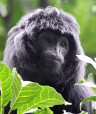 PRIMATE - EBONY LEAF MONKEY - GEDE NATIONAL PARK JAVA BARAT INDONESIA (54).JPG