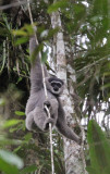 PRIMATE - GIBBON - JAVAN GIBBON - GEDE NATIONAL PARK JAVA BARAT INDONESIA (10).JPG