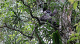 PRIMATE - GIBBON - JAVAN GIBBON - GEDE NATIONAL PARK JAVA BARAT INDONESIA (20).JPG