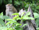 PRIMATE - MACAQUE - LONG-TAILED MACAQUE - UJUNG KULON NATIONAL PARK - JAVA BARAT INDONESIA (14).JPG