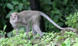 PRIMATE - MACAQUE - LONG-TAILED MACAQUE - UJUNG KULON NATIONAL PARK - JAVA BARAT INDONESIA (5).JPG