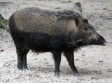 SUIDAE - SUNDAIC BANDED PIG - UJUNG KULON NATIONAL PARK JAVA BARAT INDONESIA (10).JPG