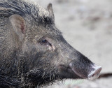 SUIDAE - sundaic Banded Pig (Sus scrofa vittatus) - UJUNG KULON NATIONAL PARK - JAVA BARAT INDONESIA (13).JPG