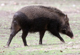 SUIDAE - sundaic Banded Pig (Sus scrofa vittatus) - UJUNG KULON NATIONAL PARK - JAVA BARAT INDONESIA (20).JPG
