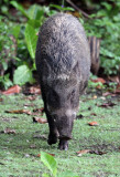 SUIDAE - sundaic Banded Pig (Sus scrofa vittatus) - UJUNG KULON NATIONAL PARK - JAVA BARAT INDONESIA (24).JPG