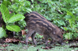 SUIDAE - sundaic Banded Pig (Sus scrofa vittatus) - UJUNG KULON NATIONAL PARK - JAVA BARAT INDONESIA (27).JPG