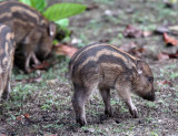 SUIDAE - sundaic Banded Pig (Sus scrofa vittatus) - UJUNG KULON NATIONAL PARK - JAVA BARAT INDONESIA (30).JPG