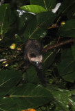 VIVERRED - CIVET - COMMON PALM CIVET - HALIMUN NATIONAL PARK - JAVA BARAT INDONESIA (3).JPG