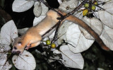 VIVERRID - Javan Small-toothed Palm Civet (Arctogalidia trilineata) - HALIMUN NATIONAL PARK JAVA BARAT INDONESIA (4).JPG