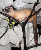 VIVERRID - Javan Small-toothed Palm Civet (Arctogalidia trilineata) - HALIMUN NATIONAL PARK JAVA BARAT INDONESIA (5).JPG