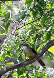 BIRD - BULBUL - GREY-CHEEKED BULBUL - GEDE NATIONAL PARK JAVA BARAT INDONESIA (5).JPG