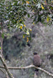 BIRD - EAGLE - CRESTED SERPANT EAGLE - HALIMUN NATIONAL PARK JAVA BARAT INDONESIA (3).JPG