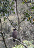 BIRD - EAGLE - CRESTED SERPANT EAGLE - HALIMUN NATIONAL PARK JAVA BARAT INDONESIA (5).JPG