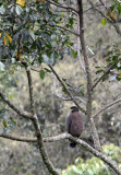 BIRD - EAGLE - CRESTED SERPANT EAGLE - HALIMUN NATIONAL PARK JAVA BARAT INDONESIA (6).JPG