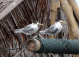 BIRD - TERN - GREAT CRESTED TERN - STERNA BERGII - UJUNG KULON NATIONAL PARK - JAVA BARAT INDONESIA (29).JPG