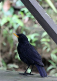 BIRD - THRUSH - BLUE WHISTLING THRUSH - HALIMUN NATIONAL PARK JAVA BARAT INDONESIA (1).JPG