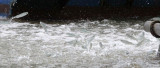 UJUNG KULON NATIONAL PARK - JAVA BARAT INDONESIA (69).JPG