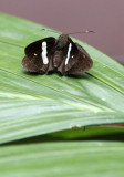 ARTHROPOD - LEPIDOPTERA - HISPERID SPECIES - HALIMUN NATIONAL PARK JAVA BARAT INDONESIA (3).JPG