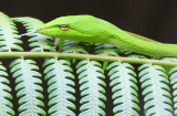REPTILE - Big-eye Whip Snake (Ahaetulla mycterizans) - HALIMUN NATIONAL PARK JAVA BARAT INDONESIA (11).JPG