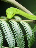 REPTILE - Big-eye Whip Snake (Ahaetulla mycterizans) - HALIMUN NATIONAL PARK JAVA BARAT INDONESIA (28).JPG