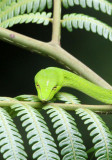 REPTILE - Big-eye Whip Snake (Ahaetulla mycterizans) - HALIMUN NATIONAL PARK JAVA BARAT INDONESIA (30).JPG