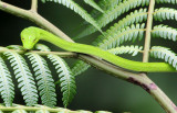 REPTILE - Big-eye Whip Snake (Ahaetulla mycterizans) - HALIMUN NATIONAL PARK JAVA BARAT INDONESIA (31).JPG