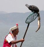 BIRD - CORMORANT - GREAT CORMORANT - LINDEN CENTER - XIZHOU VILLAGE YUNNAN CHINA (56).JPG