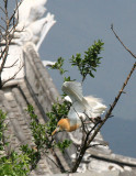 BIRD - EGRET - CATTLE EGRET - LINDEN CENTER - XIZHOU VILLAGE YUNNAN CHINA (32).JPG