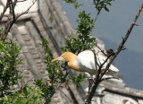 BIRD - EGRET - CATTLE EGRET - LINDEN CENTER - XIZHOU VILLAGE YUNNAN CHINA (34).JPG