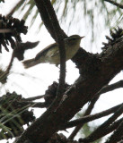 BIRD - WARBLER - ARCTIC WARBLER - CANGSHAN NATIONAL GEOPARK - DALI, YUNNAN CHINA (7).JPG