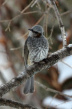BIRD - BULBUL - BROWN-EARED BULBUL - KINOHIROBA PARK, ABASHIRI HOKKAIDO JAPAN (1).JPG