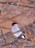 BIRD - BULLFINCH - KUSSHARO LAKE - HOKKAIDO JAPAN (1).JPG