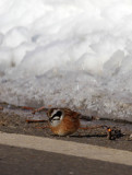 BIRD - BUNTING - SIBERIAN MEADOW BUNTING - OTOWABASHI - TSURUI TOWN - HOKKAIDO JAPAN (8).JPG