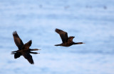 BIRD - CORMORANT - PELAGIC CORMORANT - HANASAKI CAPE - NEMURO PENINSULA - HOKKAIDO JAPAN (9).JPG