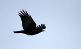 BIRD - CROW - CARRION CROW - AKAN INTERNATIONAL CRANE CENTER - HOKKAIDO JAPAN (1).JPG