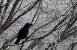 BIRD - CROW - JUNGLE CROW - OTOWABASHI - TSURUI TOWN - HOKKAIDO JAPAN (10).JPG